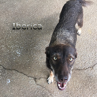 Iberica-(4)web