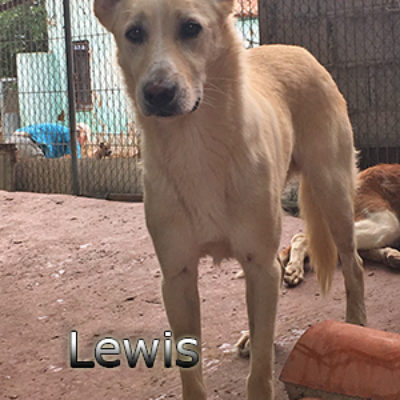 Lewis-(10)web
