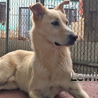 Lewis-(13)web