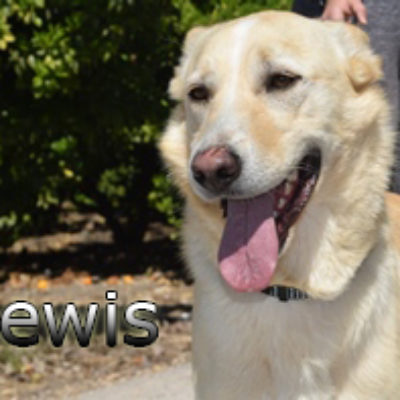 Lewis-(1)web