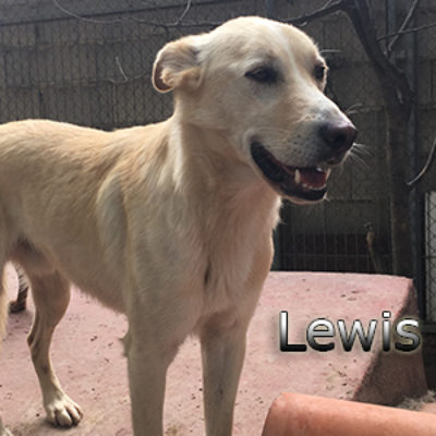 Lewis-(4)web