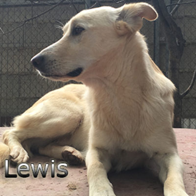 Lewis-(6)web