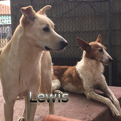Lewis-(9)web