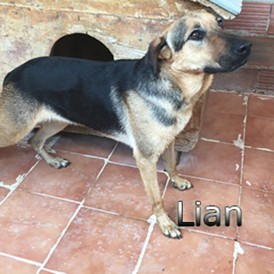 Lian-(6)web