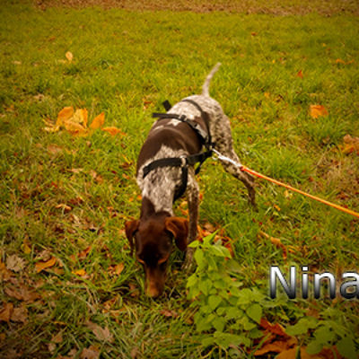 Nina_Update_31102019-(1)web
