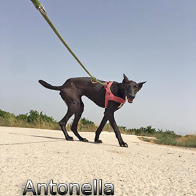 Antonella-(1)web