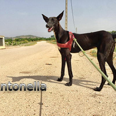 Antonella-(3)web