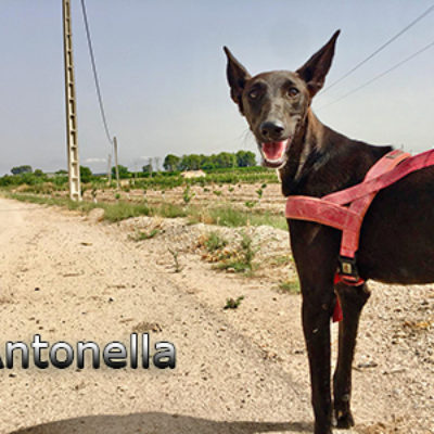Antonella-(5)web