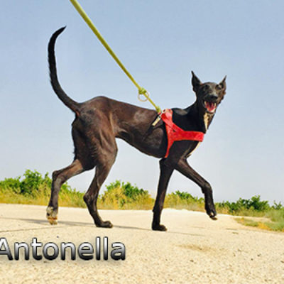 Antonella-(9)web
