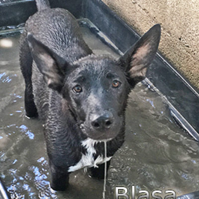 Blasa_Update-(2)web