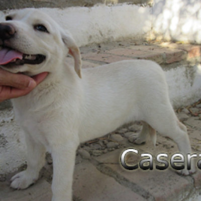 Casera-(7)web