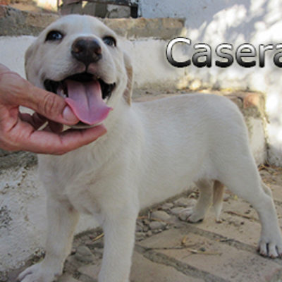 Casera-(9)web