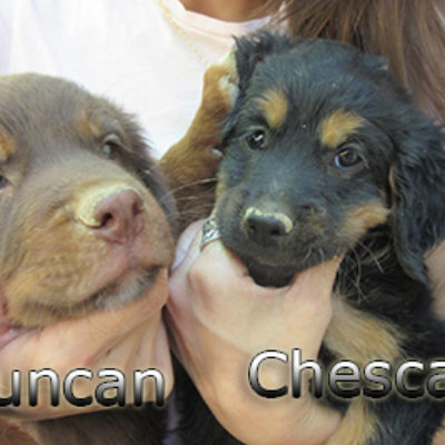 Chesca-(1)web