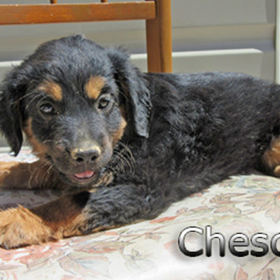 Chesca-(2)web