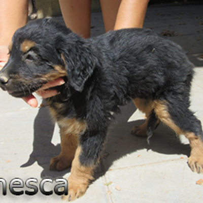 Chesca-(3)web