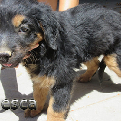 Chesca-(5)web