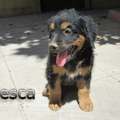 Chesca-(6)web