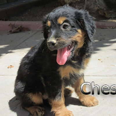Chesca-(7)web