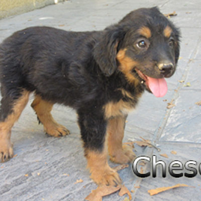 Chesca-(8)web