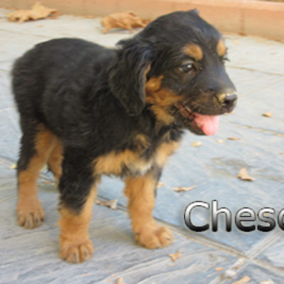 Chesca-(9)web