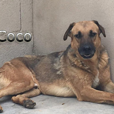 Coco-(1)web