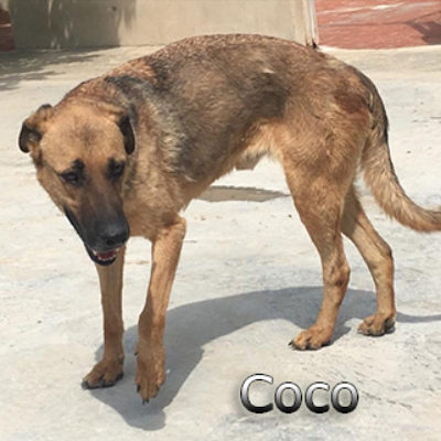 Coco-(5)web