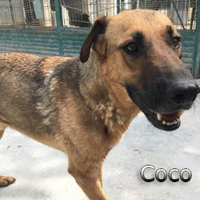 Coco-(6)web