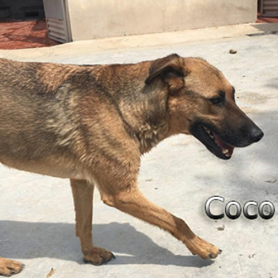 Coco-(7)web