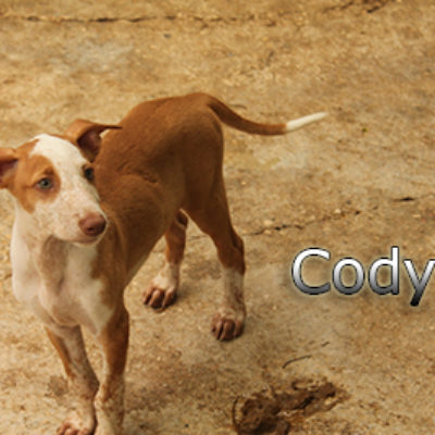 Cody-(1)web