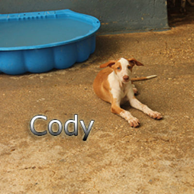 Cody-(2)web