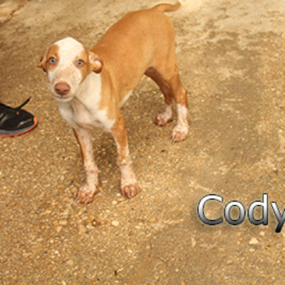 Cody-(5)web