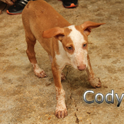 Cody-(6)web