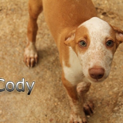 Cody-(7)web