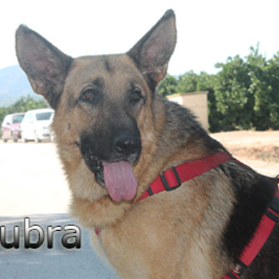 Cubra-(1)web