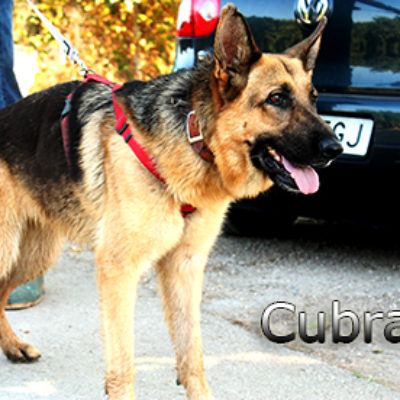 Cubra-(4)web
