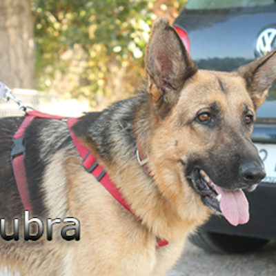 Cubra-(6)web
