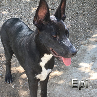 Epi_Update-(1)web