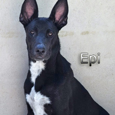 Epi_Update-(2)web