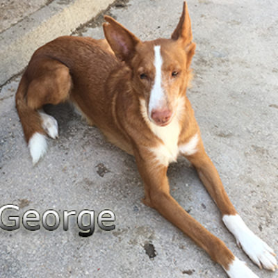 George-(17)web