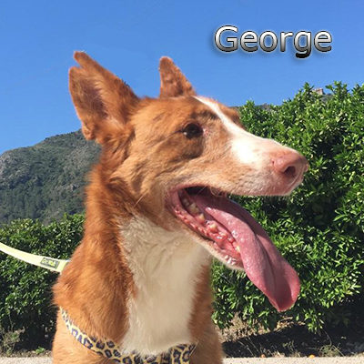 George-(1)web