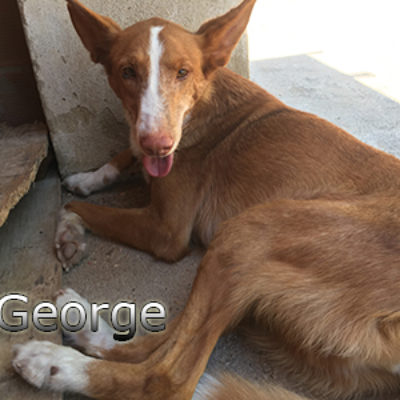 George-(7)web