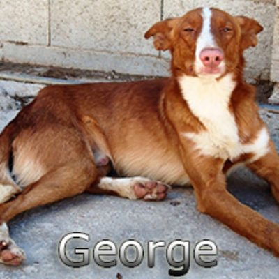 George-(8)web