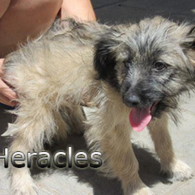 Heracles-(7)web
