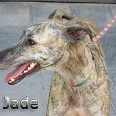 Jade-(10)web