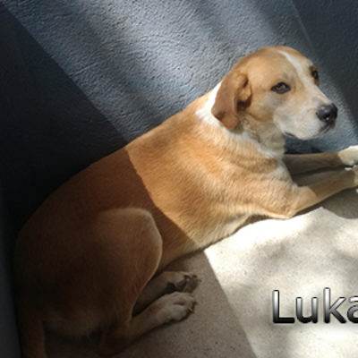 Luka-(3)web