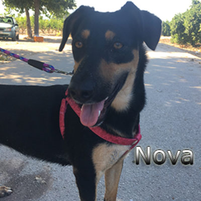 Nova-(6)web