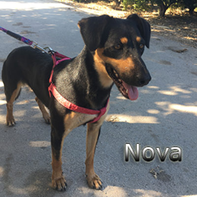 Nova-(7)web