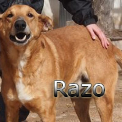 Razo-(2)web