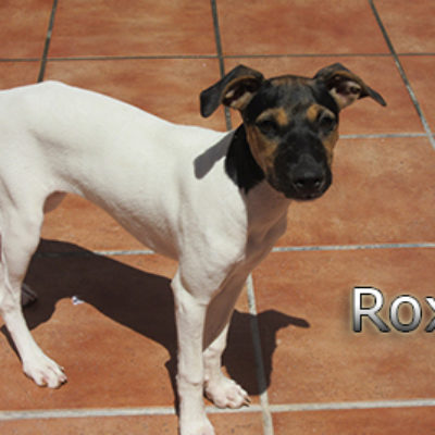 Roxy-(4)web