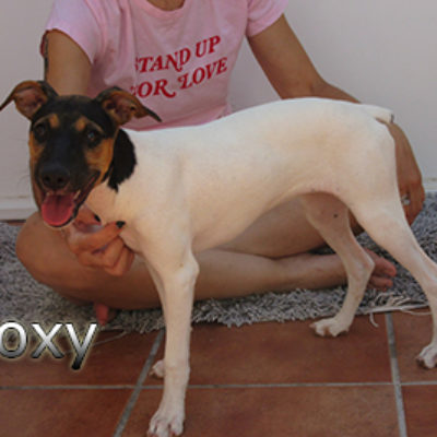 Roxy-(5)web